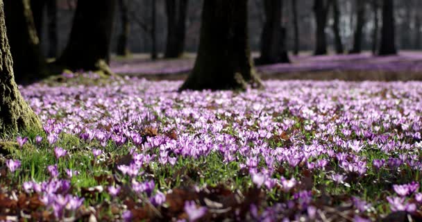 Βιολετί κρόκου άγρια λουλούδια πεδίο με βελανιδιές δέντρα κοιλάδα άνοιξη στιγμή, φυσικό Floral φόντο εποχιακά, Panning προβολή — Αρχείο Βίντεο