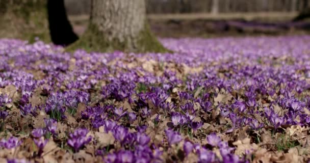 Lila Crocus vadvirágok mezőt Oaks fák Valley egyidejűleg tavaszi természetes virágos szezonális háttér, panoráma kilátás — Stock videók