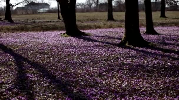 Fioletowy Krokus kwiaty dzikiego pola z Oaks dolina drzewo w czasie wiosny, naturalnym tle kwiatów sezonowych, Panoramowanie widoku — Wideo stockowe