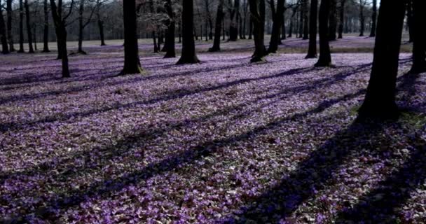 Фиолетовый Крокус дикие цветы поле с дубами долины в весеннее время, природные цветочные сезонные фон, панорамный вид — стоковое видео