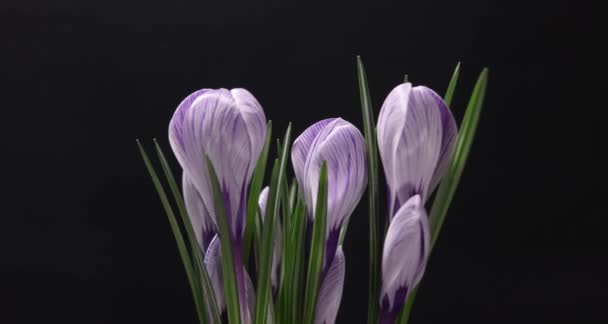 Zeitraffer von violetten Krokusblüten, die auf schwarzem Hintergrund blühen und verblassen