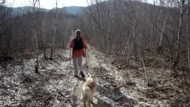 Bir dağ Aschkuye köpek Golden Retriever ile bahar mevsimi hiking