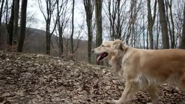 Senderismo con el perro Golden Retriever en una montaña Aschkuye en temporada de primavera — Vídeo de stock