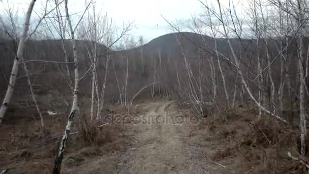 Autumn Day Hike Walking in Birch Forest oleh Walkway. Tampilan Stabilisasi Gimbal — Stok Video