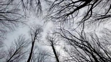 Yürüyüş ve bir kocakarılar, ağaçlar olmadan yaprak ararken. Çıplak sonbahar ağaç görünümü üzerinden alt kadar Kuru