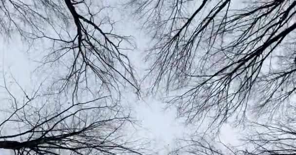 Περπάτημα και κοιτώντας ψηλά στο ένα γριές της δέντρα χωρίς φύλλα του φθινοπώρου. Ξηρό γυμνά φθινόπωρο δέντρα θέα από τα κάτω προς τα πάνω — Αρχείο Βίντεο