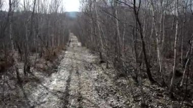 Sonbahar gün yürüyüş geçit ile huş ağacı ormanda yürüyüş. Stabilize görünümü gimbal