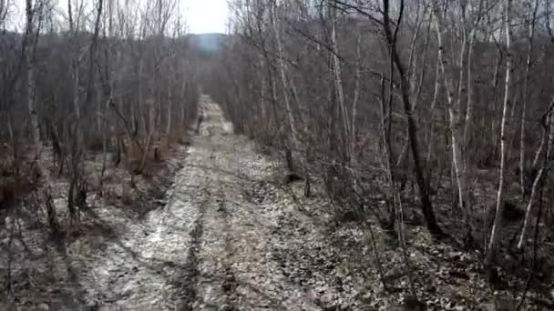 秋の日は白樺の森・遊歩道を歩くハイキングです。ジンバル安定表示 — ストック動画