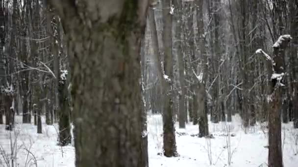 Pov Vista lateral de Walking by Snow-Covered Parck Forest Walkway. Gimbal estabilizado — Vídeos de Stock