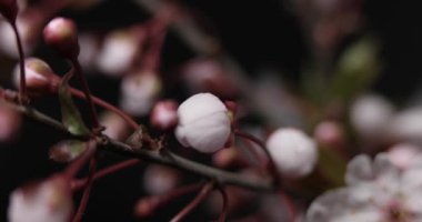 Çiçekler dallar üzerinde çiçekleri kiraz ağacı. Timelapse
