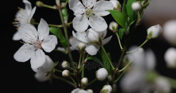 Flowers Blossoms on the Branches Cherry Tree. Timelapse — Stock Video