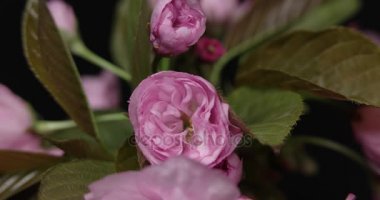 Siyah zemin çiçek açan Sakura delikanlı. Makro çekim zaman atlamalı