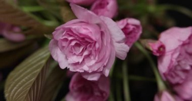 Siyah zemin çiçek açan Sakura delikanlı. Makro çekim zaman atlamalı
