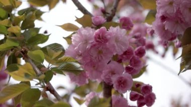 Güzel Japon kiraz, Sakura ağacı Closeup güpegündüz doğal zemin üzerine çiçek pembe