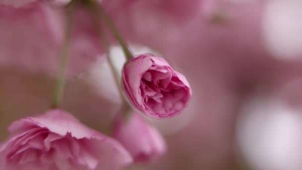 Růžová, krásná japonská třešeň rozkvět Sakuru Closeup za bílého dne na přírodní pozadí