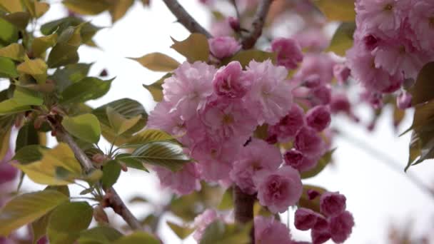 Růžová, krásná japonská třešeň rozkvět Sakuru Closeup za bílého dne na přírodní pozadí — Stock video