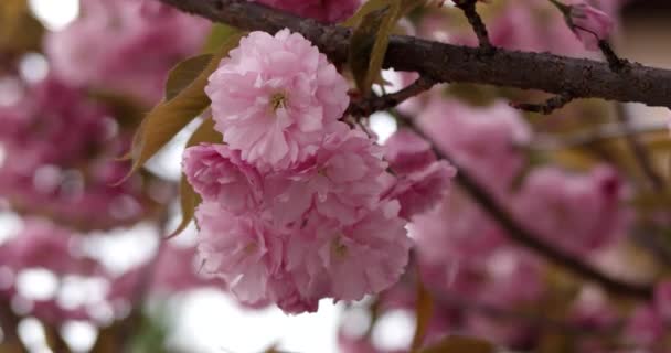 Rosa Hermoso cerezo japonés Florecimiento de Sakura Árbol Primer plano a plena luz del día sobre fondo natural — Vídeos de Stock