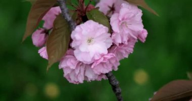Güzel Japon kiraz, Sakura ağacı Closeup güpegündüz doğal zemin üzerine çiçek pembe