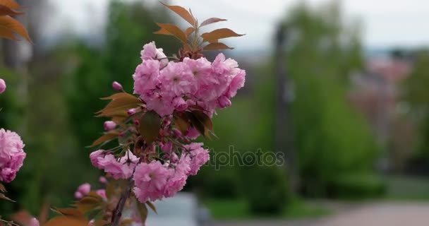 ピンクの桜の木クローズ アップ自然な背景の白昼の美しい日本桜の開花 — ストック動画