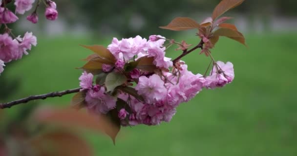 Różowy, piękny japoński wiśniowy rozkwit drzewa Sakura zbliżenie w biały dzień na naturalne podłoże — Wideo stockowe