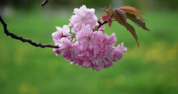 Rosa Hermoso cerezo japonés Florecimiento de Sakura Árbol Primer plano a plena luz del día sobre fondo natural — Vídeos de Stock