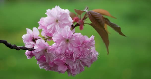 Rosa Bella Giapponese Ciliegio Fioritura di Sakura Albero Primo Piano in pieno giorno su sfondo naturale — Video Stock