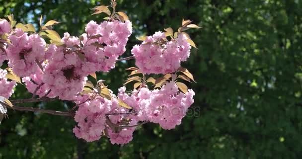 Rose belle cerisier japonais floraison de Sakura arbre gros plan dans large lumière du jour sur fond naturel — Video