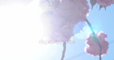 Güzel Japon kiraz, Sakura ağacı Closeup güpegündüz doğal zemin üzerine çiçek pembe