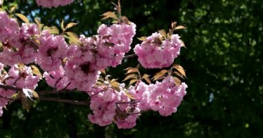 Güzel Japon kiraz, Sakura ağacı Closeup güpegündüz doğal zemin üzerine çiçek pembe