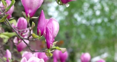 Pembe Manolya x Soulangeana çiçek parkta bir güneşli bahar gün boyunca