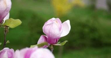 Pembe Manolya x Soulangeana çiçek parkta bir güneşli bahar gün boyunca