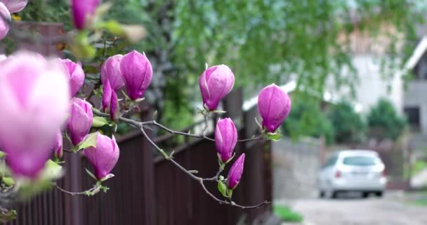 Ροζ Magnolia λουλούδια x Soulangeana κατά τη διάρκεια μια ημέρα ηλιόλουστη άνοιξη στο πάρκο — Αρχείο Βίντεο