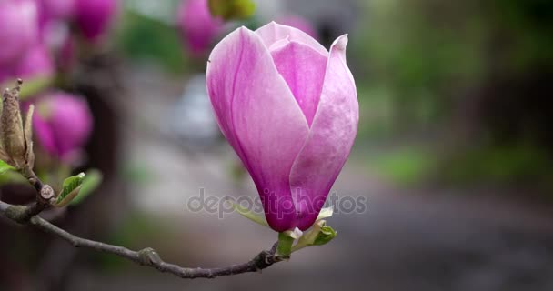 Ροζ Magnolia λουλούδια x Soulangeana κατά τη διάρκεια μια ημέρα ηλιόλουστη άνοιξη στο πάρκο — Αρχείο Βίντεο