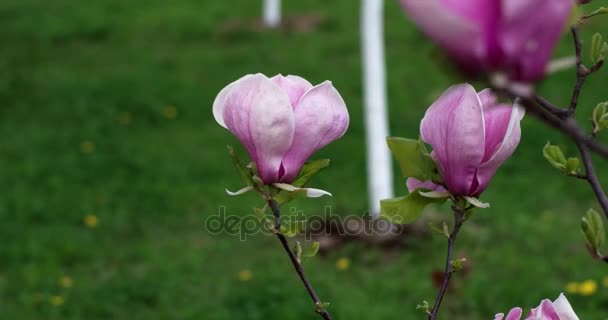 Roze Magnolia x Soulangeana bloemen tijdens een zonnige lente dag in het Park — Stockvideo