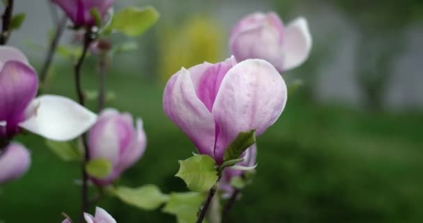 Pink Magnolia x Soulangeana Flowers Во время солнечного весеннего дня в парке — стоковое видео