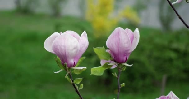 Roze Magnolia x Soulangeana bloemen tijdens een zonnige lente dag in het Park — Stockvideo