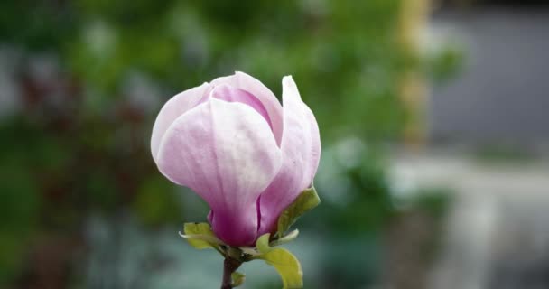 Ροζ Magnolia λουλούδια x Soulangeana κατά τη διάρκεια μια ημέρα ηλιόλουστη άνοιξη στο πάρκο — Αρχείο Βίντεο