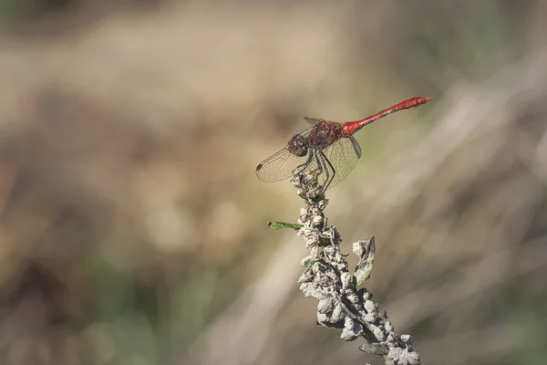 草地上的红蜻蜓 — 图库照片