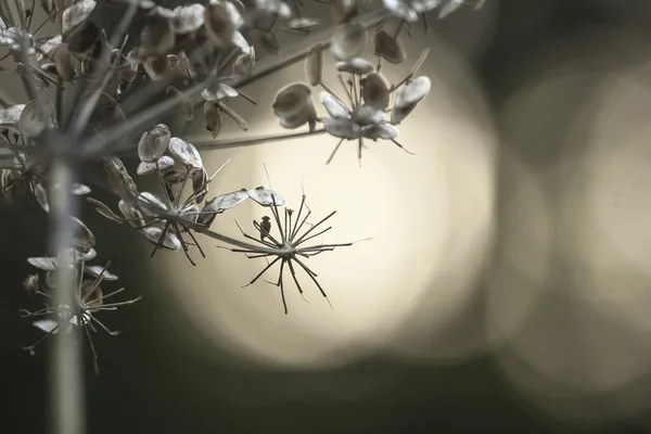 Abstract floral background — Stock Photo, Image