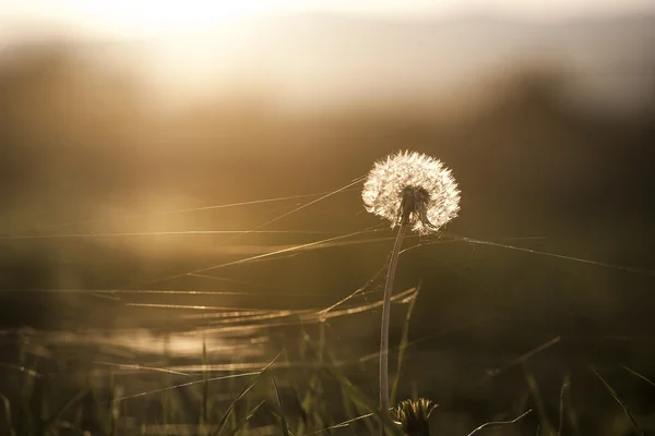 Golden dandelion in sunset light — Stock fotografie