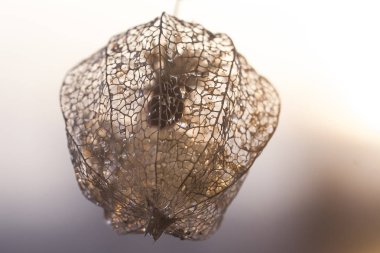 Physalis karanlık glas üzerinde. Düzenlenmiş altın.
