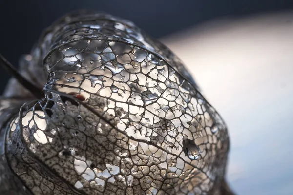 Abandoned Physalis close up — Stock Photo, Image