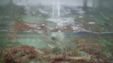 Mantis karides Balık pazarı closeup akvaryumda grup