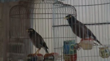 kuş kafesleri ve kümes hayvanları kendisi içinde bir kafes çok güzel tweeting yem Gaga Vietnam şarkı