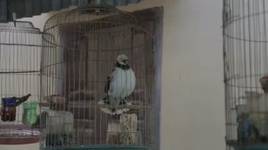 kuş kafesleri ve kümes hayvanları kendisi içinde bir kafes çok güzel tweeting yem Gaga Vietnam şarkı