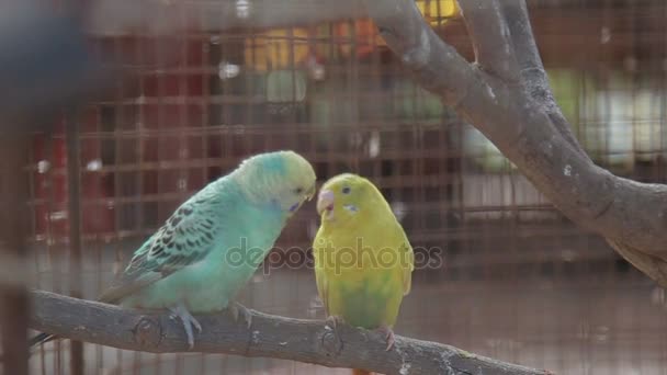 Papoušek v kleci pro ptáky — Stock video