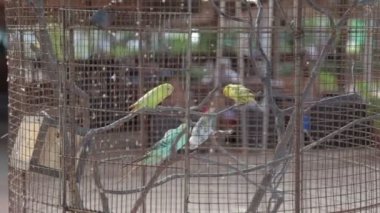 bir kafes kuşları için papağan