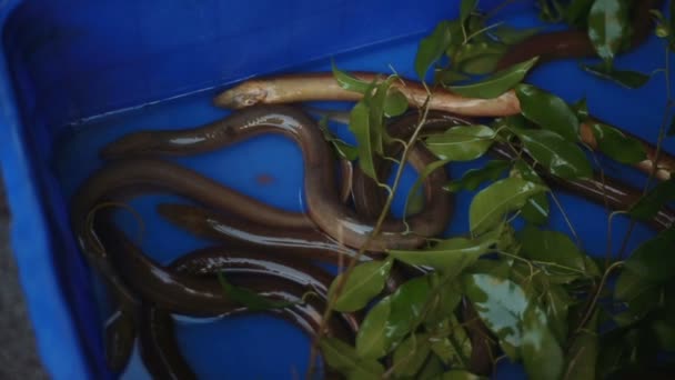 Eels in the market, material of famous vietnam dish — Stock Video