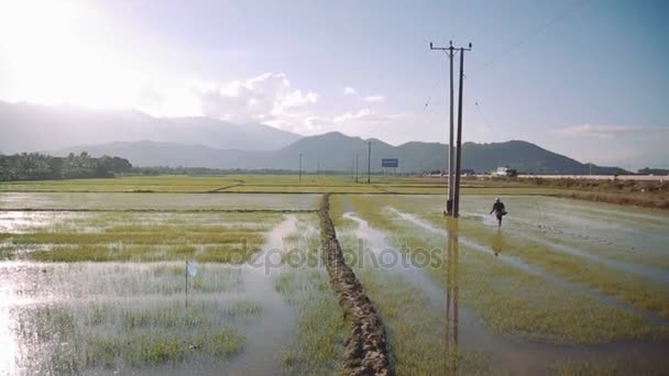 La gente trabaja en campos de arroz, Vietnam. HD 1080p — Vídeo de stock