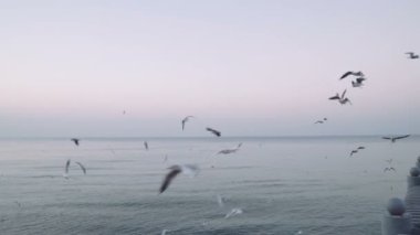 El ile besleme martılar Kuşlar sürüsü